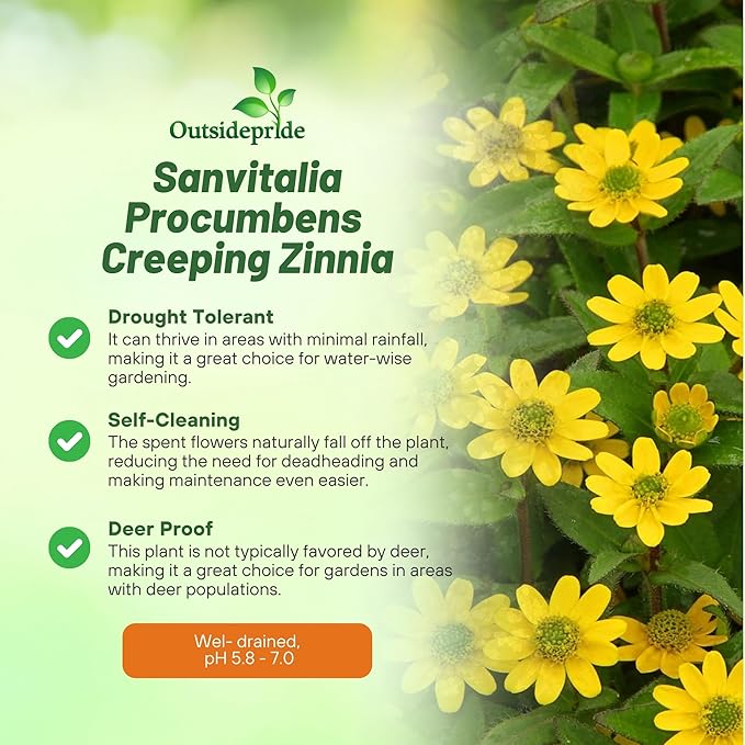 Outsidepride Creeping Zinnia Seeds - 2000 Pcs Annual Flower Seeds for Planting Outdoors, Easy to Grow, Drought Tolerant, Ideal for Pollinator Gardens and Ground Cover Displays