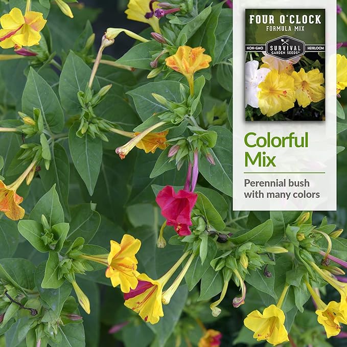 Survival Garden Seeds 1 Pack Four O’Clock Formula Mix Seeds for Planting with Instructions to Grow Colorful Blooms in Your Home Vegetable or Flower Garden - Non-GMO Heirloom Flower