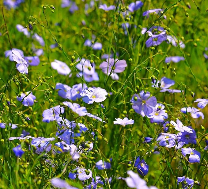 TomorrowSeeds - Blue Flax Wildflower Seeds - 15,000+ Count - For 2026 Planting Linum Perenne Lewis Lavender Sky Blue Prairie Wild Alpine Lint Perennial Garden Wildflower Flower Grow Your Own Home Farm