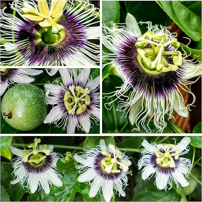 Seed Needs, Purple Passion Flower Seeds - 30 Heirloom Seeds for Planting Passiflora edulis - Annual Heirloom & Open Pollinated Vine/Climber Produces Exotic Blooms (2 Packs)