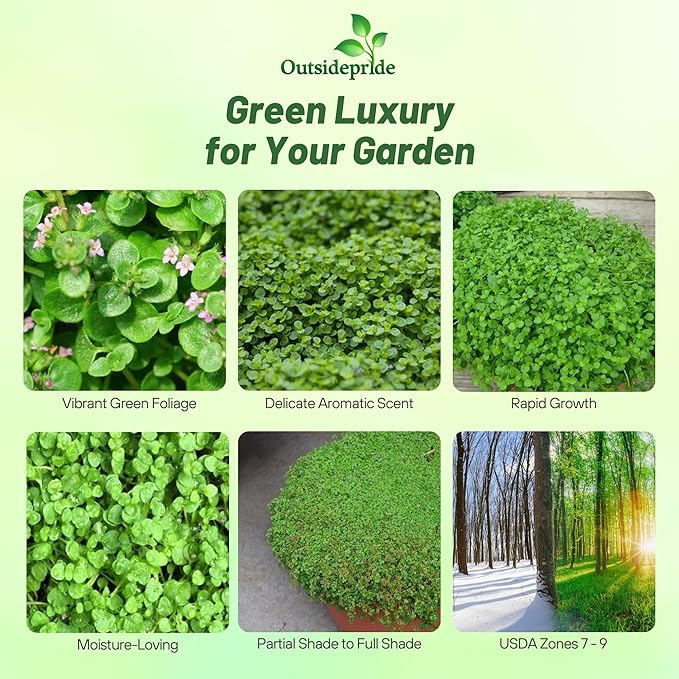 Outsidepride Mentha Corsican Mini Mint Seeds for Planting - 50 Pcs Pellets Perennial Drought-Tolerant Creeping Ground Cover Seeds for Lush, Aromatic Gardens, Ideal for Low-Maintenance Landscaping