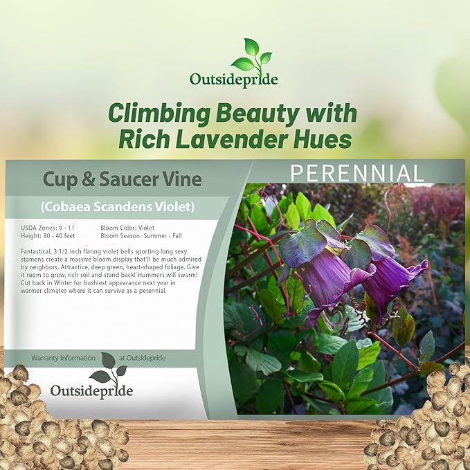 Outsidepride Violet Cobea Cup and Saucer Vine Seeds - 100 Pcs Perennial Climbing Vine Flower Seeds with Lush Foliage & Large Flowers That Attract Pollinators, for Fences, Trellises, or Walls