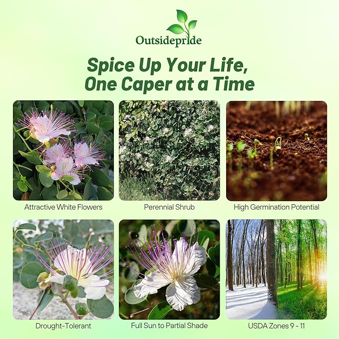 Outsidepride Caper Bush Seeds - 100 Pcs. Perennial, Low Maintenance, Herb Seeds for Planting Edible Fleshy Leaves & Large Pinkish-White Blooms for Culinary Use & Pollinator Gardens