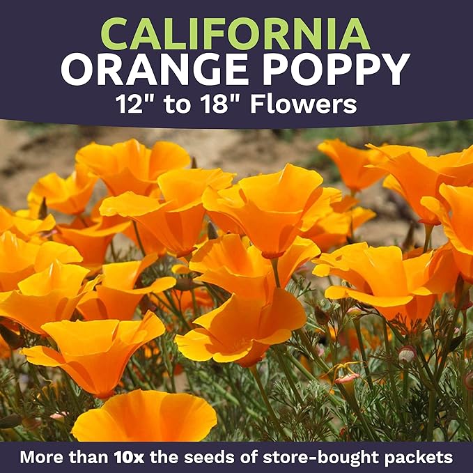 Bulk California Orange Poppy Wildflower Seeds - 5 Pounds - Over 1,600,000 Native Seeds - California State Flower!