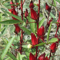 TomorrowSeeds - Red Hibiscus Roselle Seeds - 300+ Count - For 2026 Planting Hibiscus Sabdariffa Burmese Chin Baung Jamaican Sour Leaf Sorrel Jamaica Rosella Rau Chua Herbs Vegetable Grow Your Own Home