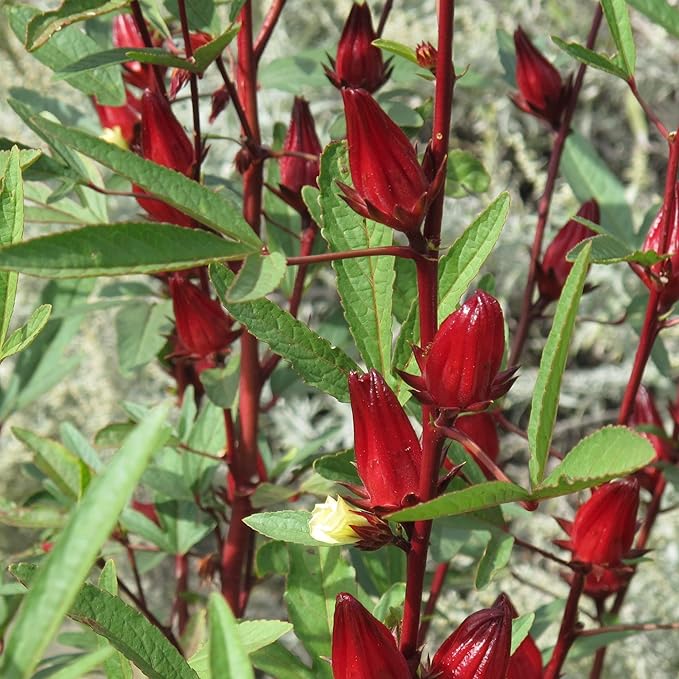 TomorrowSeeds - Red Hibiscus Roselle Seeds - 300+ Count - For 2026 Planting Hibiscus Sabdariffa Burmese Chin Baung Jamaican Sour Leaf Sorrel Jamaica Rosella Rau Chua Herbs Vegetable Grow Your Own Home