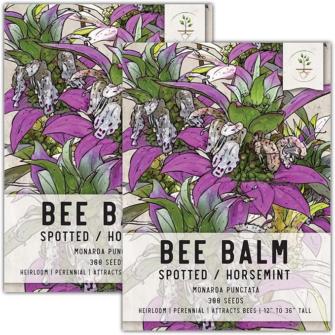 Seed Needs, Spotted Bee Balm Seeds - 300 Heirloom Seeds for Planting Monarda punctata - Medicinal Horsemint Herb, Open Pollinated, Attracts Pollinators (2 Packs)