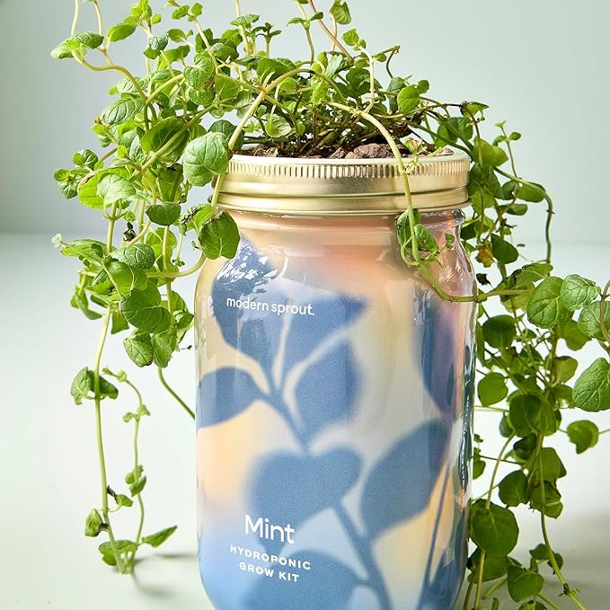 Modern Sprout Garden Jar Gift Pack - Self-Watering Hydroponics Growing System Kit with Organic Herb Seeds - Seed Starter Kit for Indoor Herb Garden - Home Decor & Gifting - Basil, Parsley & Mint