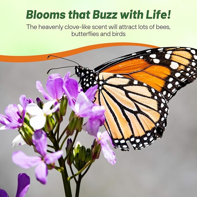 Outsidepride Dame's Rocket Flower Seeds - 5 Lbs. Perennial, Easy to Grow, Deer Resistant & Self-Seeding Wildflower Seeds for Planting Vibrant and Fragrant Blooms in Pollinator & Butterfly Gardens