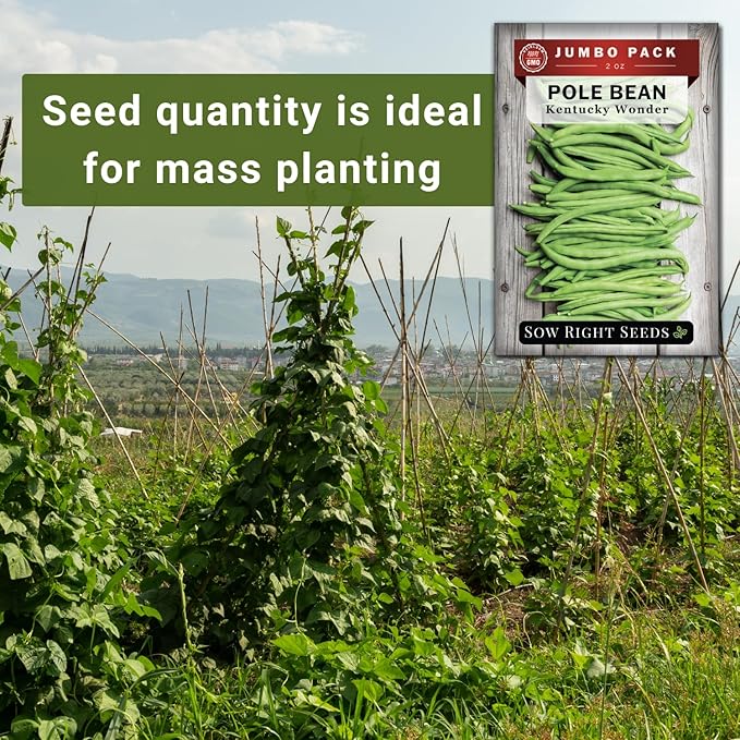 Sow Right Seeds - Bulk Kentucky Wonder Pole Bean Seeds for Planting - 2 Ounce, 170 Seeds - Non-GMO Heirloom Jumbo Pack with Instructions to Plant a Home Vegetable Garden - Bountiful Harvest of Beans