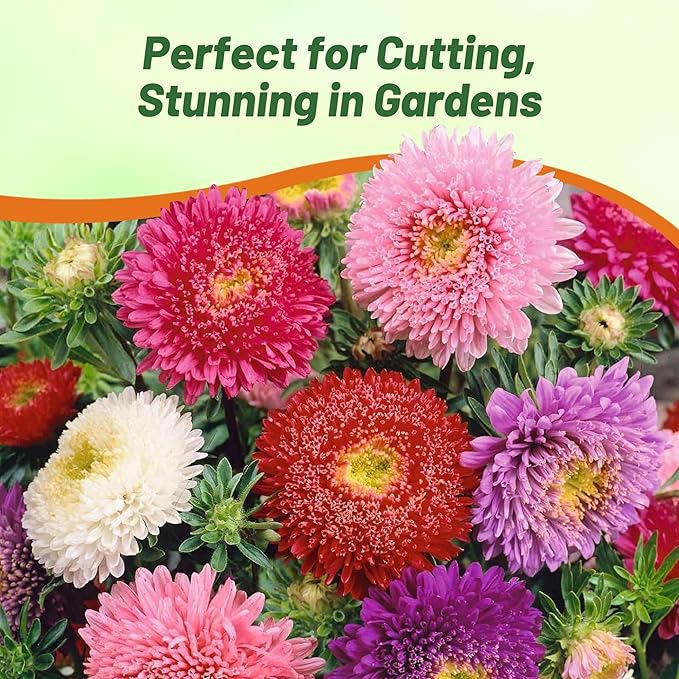 Outsidepride 10,000 Pcs Aster Seeds - Powder Puff Annual, Hardy & Pollinator Friendly Flower Seeds for Planting Vibrant Mix, Ideal for Meadows & Aesthetic Gardens