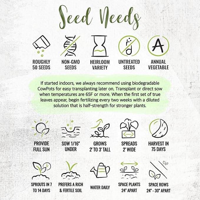 Seed Needs Tomatillo Seeds for Planting Purple Tomatillos - Non-GMO Heirloom & Untreated Annual Veggie Seed to Plant a Home Grown Vegetable Garden Outdoors (1 Pack)