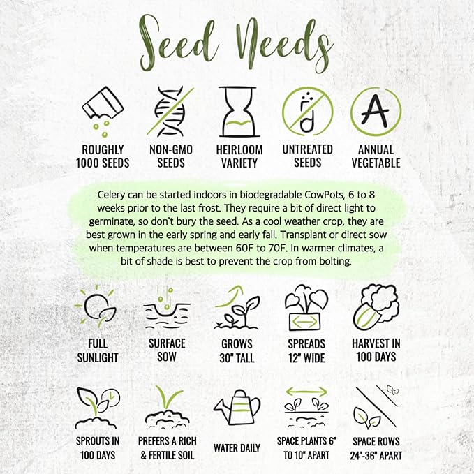 Seed Needs Celery Seeds for Planting Utah 52-70 Celery - Non-GMO, Heirloom & Untreated - Grow a Home Grown Outdoor Vegetable Garden for Fresh Produce (5 Packs)