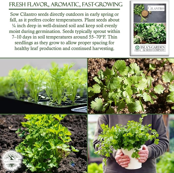 Cilantro Seeds (Coriandrum sativum) – 500+ Heirloom Non-GMO Seeds by Isla’s Garden Seeds, Fresh Aromatic Leaves, Fast Growing Culinary Herb, Also Known as Coriander, Ideal for Containers Garden Beds