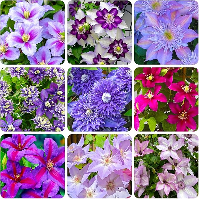 190+ Perennial Mix Clematis Seeds for Planting-Non-GMO Heirloom Plant Seeds Garden Outdoor