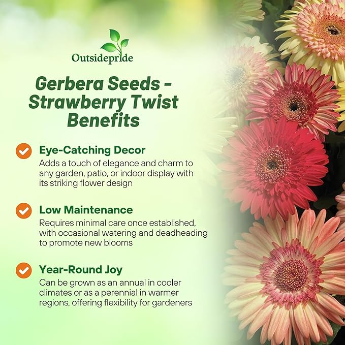 Outsidepride Strawberry Twist Mix Gerbera Seeds - 10 Pcs Perennial, Compact & Low Maintenance, Flower Seeds for Planting w/Semi-Double Blooms, Ideal for Garden Landscaping & Cut Flower Arrangements