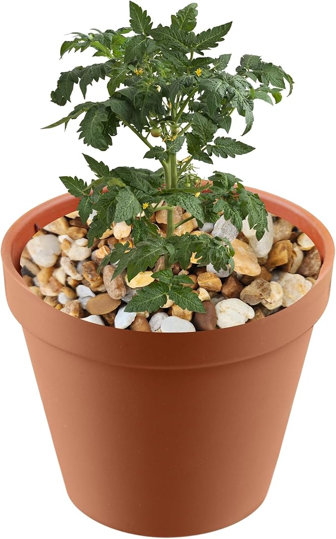 Versatile River Rocks & Garden Stones for Outdoor Landscaping - Ideal Decorative Pebbles for Plants Indoor & Outdoor, Landscaping Stones. 1 Quart