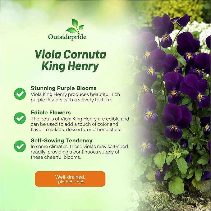 Outsidepride King Henry Viola Pansy Seeds for Planting - 2000 Pcs. Perennial, Cold-Hardy & Pollinator Friendly Flowers with Fragrant Blooms for Garden Beds, Borders & Container Displays