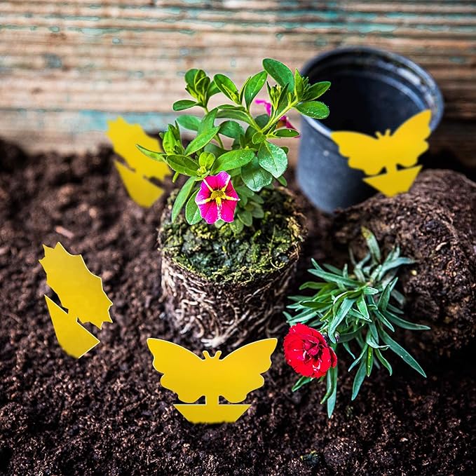 Fruit Fly Traps Fungus Gnat Traps Yellow Sticky Bug Traps 36 Pack No Harm and Odorless for Indoor Outdoor Use Protect The Plant