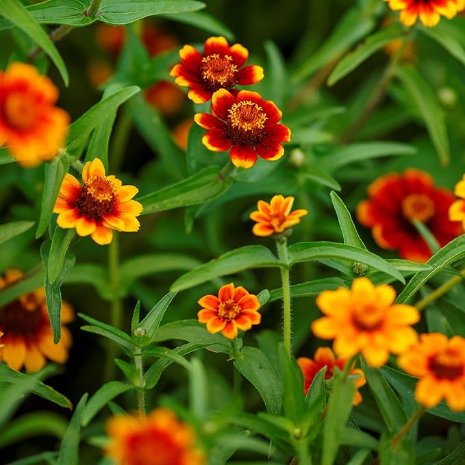 Eden Brothers Mexican Zinnia Seeds - Persian Carpet, Non-GMO Seeds for Planting, 1 oz | Low-Maintenance Flower Seeds, Plant During Spring, Zones 3, 4, 5, 6, 7, 8, 9, 10