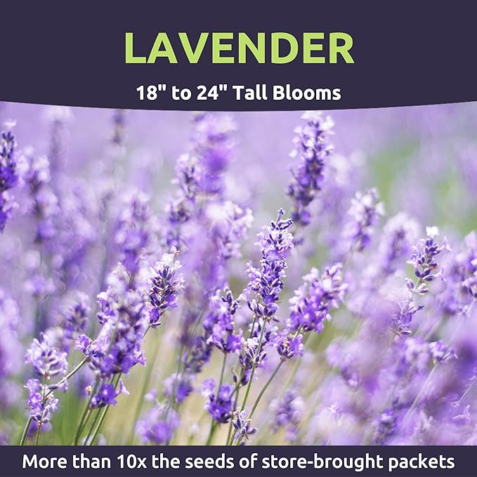 Lavender - Large 1/4 Ounce Packet - 7,000 Flower Seeds for Planting - Lavandula angustifolia