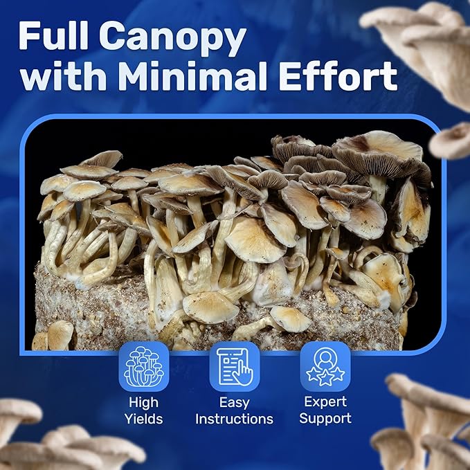 6 LB All-in-One Mushroom Grow Kit 2-Pack, Up to 128oz of Fresh Mushrooms Over 6 Flushes, Sterilized Grain Bags & Dung-Loving Substrate, Injection Port, OMRI-Listed, Made in USA, Just Add Spores