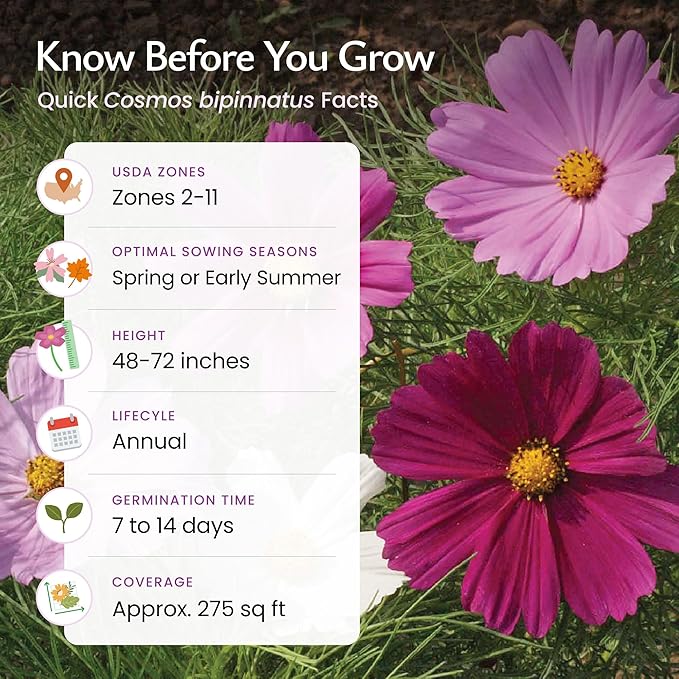 Created By Nature, Cosmos Seeds, Sensation Mix, Pink, Purple, and White Wildflower Seed Mix, 4,500 Annual Flower Seeds, Covers Up to 275 sq. ft. (Cosmos bipinnatus)