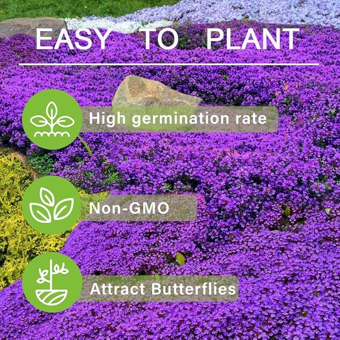21000+ Creeping Thyme Seeds for Planting Outdoor -Perennial Thymus Serpyllum Magic Carpet Ground Cover Herb Plant in Home Garden Backyard Non-GMO