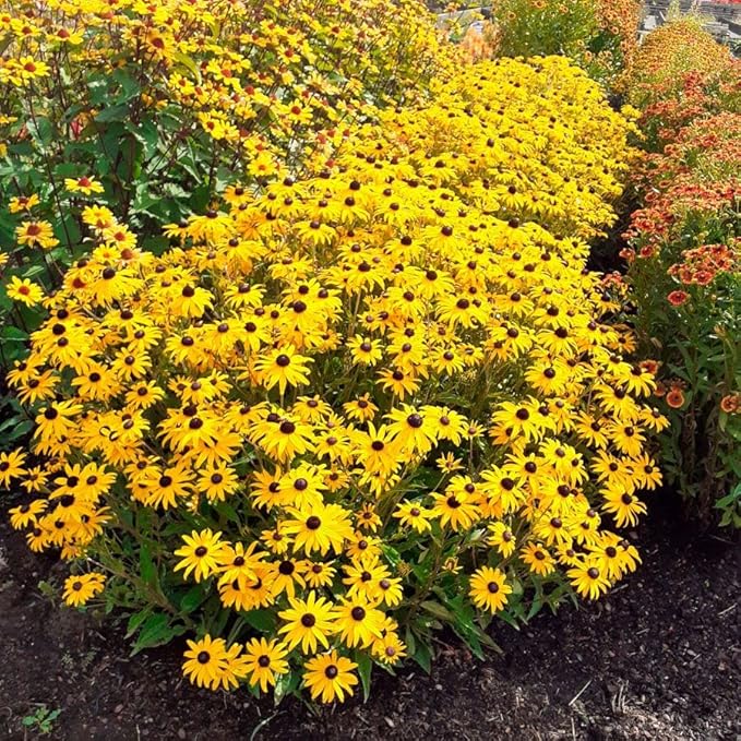Park Seed Goldblitz Rudbeckia Seeds, Pack of 25 Seeds