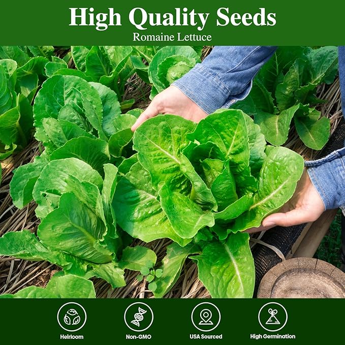 Romaine Lettuce Seeds Parris Island Vegetable Seeds for Indoor Hydroponic & Outdoor Gardens, Non-GMO 7000 Seeds for Planting, High Germination, Grown in USA(Lactuca Sativa)