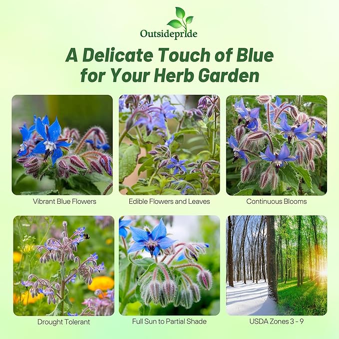 Outsidepride Blue Borage Seeds for Planting – 1 lb. Annual, Drought-Tolerant Herb Seeds with Star-Shaped Blooms, Attracts Bees for Pollinator Gardens, Summer Teas, Decoration & Culinary Use