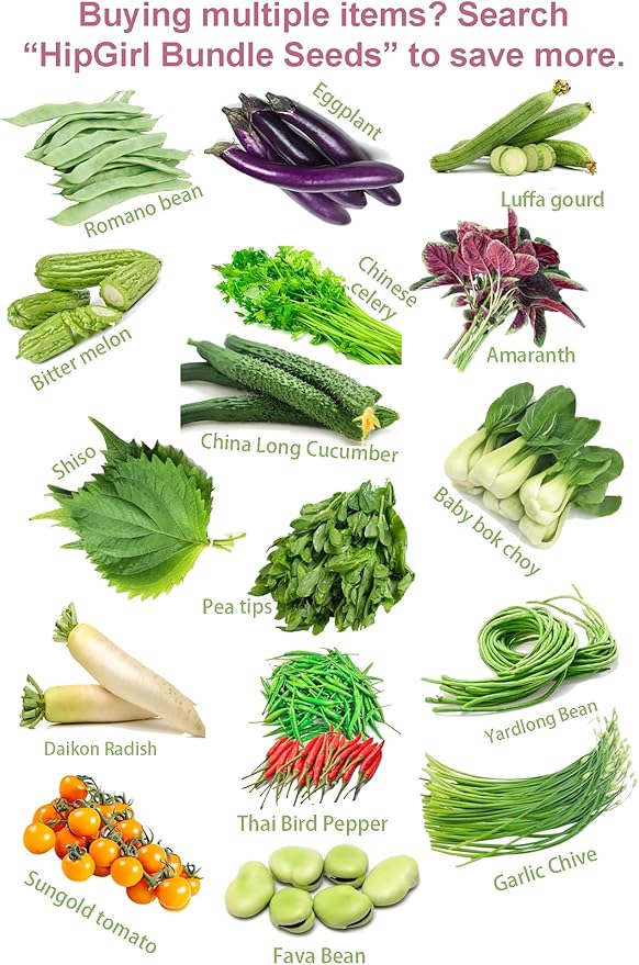 200ct+ Perilla Seeds for Planting/Shiso Seeds for Planting.Heirloom Non GMO Seed for Sprouting,紫苏Vegetable Seed and Hydroponic Seed for Pods(Shiso Herb Seed #1,Purple/Red-1g)