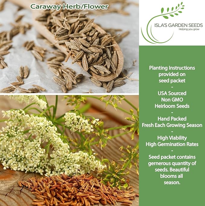Caraway Herb Seeds (Carum carvi) – 250+ Non-GMO & Heirloom Seeds for Planting, Aromatic Culinary Herb with Flavorful Seeds, by Isla’s Garden Seeds, Great Home Garden Gift Idea