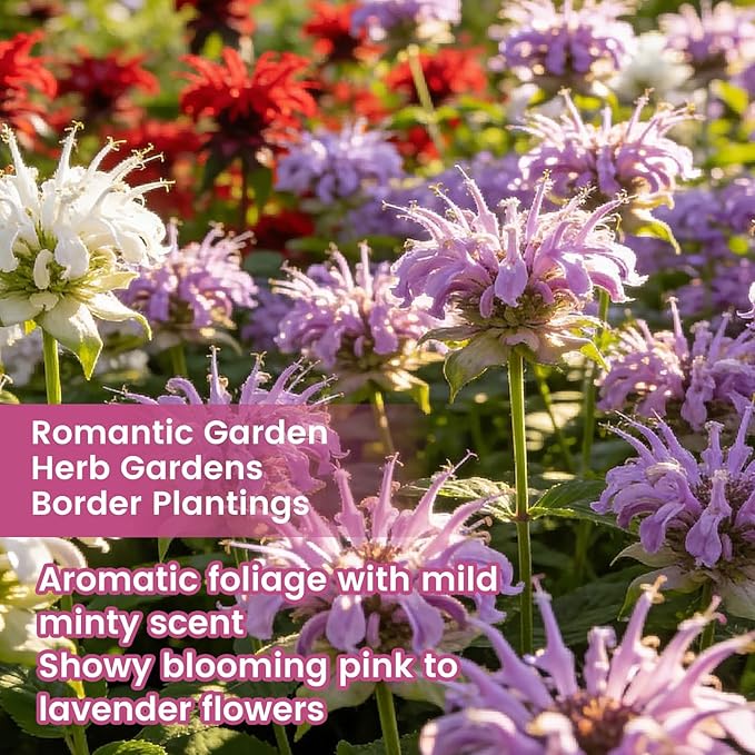 4000+ Bee Balm Seeds for Planting, Color Mix Native Wildflower Seeds, Heirloom & Open Pollinated Perennial Flower Seeds to Plant Outside Flower Herb Garden