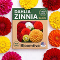 Dahlia Zinnia Seeds Bulk – 1100 Heirloom Zinnia Seeds for Planting Outdoors - Mixed Colors & Large Blooms for Gardens - High Germination (Zinnia elegans)