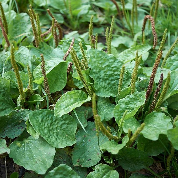 Outsidepride Common Green Plantain Seeds for Planting - 5,000 Pcs Perennial, Easy-to-Grow Herb Seeds for Culinary, Farm & Household Uses, Low-Growing Foliage for Tropical & Subtropical Climates