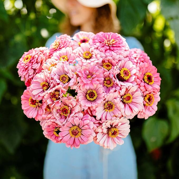 Eden Brothers Zinnia Seeds - Illumination, Non-GMO Seeds for Planting, 1/4 lb | Low-Maintenance Flower Seeds, Plant During Spring, Zones 3, 4, 5, 6, 7, 8, 9, 10