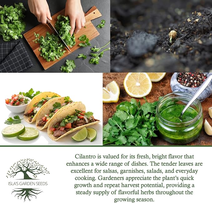 Cilantro Seeds (Coriandrum sativum) – 500+ Heirloom Non-GMO Seeds by Isla’s Garden Seeds, Fresh Aromatic Leaves, Fast Growing Culinary Herb, Also Known as Coriander, Ideal for Containers Garden Beds