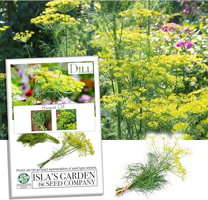 Bouquet Dill Herb Seeds, 1500 Heirloom Seeds Per Packet, (Isla's Garden Seeds), Non GMO Seeds, Botanical Name: Anethum graveolens