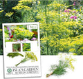 Bouquet Dill Herb Seeds, 1500 Heirloom Seeds Per Packet, (Isla's Garden Seeds), Non GMO Seeds, Botanical Name: Anethum graveolens
