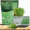 Outsidepride Summer Savory Seeds - 1/4 lb Annual Culinary Herb Seeds for Planting with Aromatic Leaves, Drought Tolerant & Compact for Container, Raised Bed, & Kitchen Herb Garden