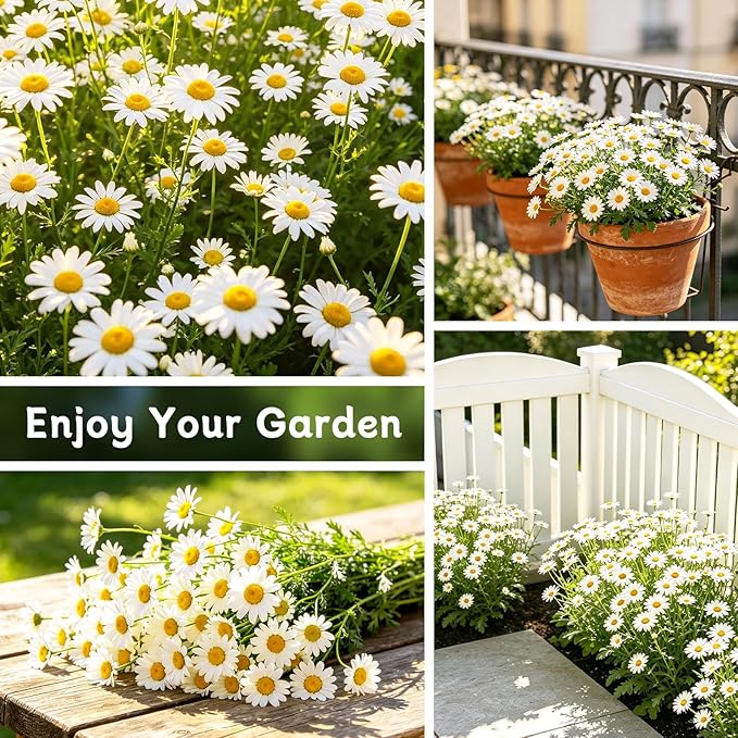 LUOJIBIE German Chamomile Seeds, 30,000+ Chamomile Flower Seeds Bulk for Planting Outdoor Indoor Garden, Heirloom & Non-GMO Matricaria Chamomilla/Recutita Herb Seeds, Easy to Grow