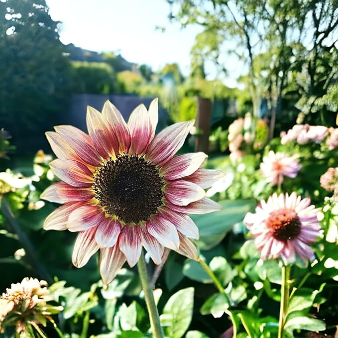 50pcs Rare Strawberry Pink Sunflower Seeds - Non-GMO Heirloom, Easy Grow Instructions Included - Unique Garden Addition