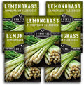 Lemongrass Seeds for Planting - Lemon Scented Asian Lemongrass for Your Home Vegetable Garden - Heirloom Non-GMO Open-Pollinated - Survival Garden Seeds (5 Packs)