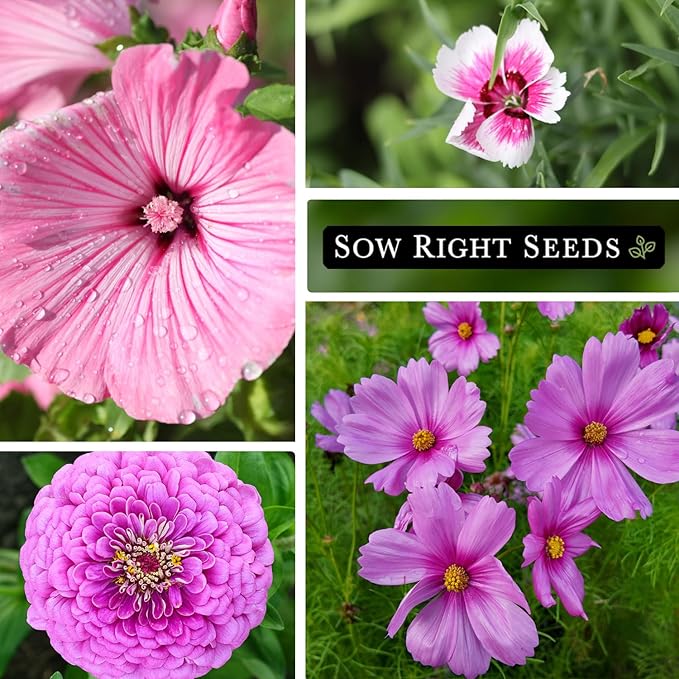 Sow Right Seeds - Collection of Pink Flower Seeds for Planting - Non-GMO Heirloom Packets with Instructions - Wonderful Rosy Blooms to Attract Pollinators - Cut and Come Again - Rare Varieties