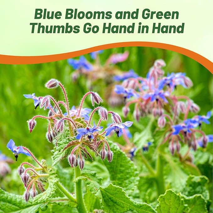 Outsidepride Blue Borage Seeds for Planting – 1 lb. Annual, Drought-Tolerant Herb Seeds with Star-Shaped Blooms, Attracts Bees for Pollinator Gardens, Summer Teas, Decoration & Culinary Use