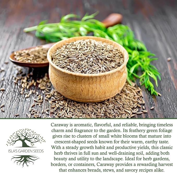 Caraway Herb Seeds (Carum carvi) – 250+ Non-GMO & Heirloom Seeds for Planting, Aromatic Culinary Herb with Flavorful Seeds, by Isla’s Garden Seeds, Great Home Garden Gift Idea