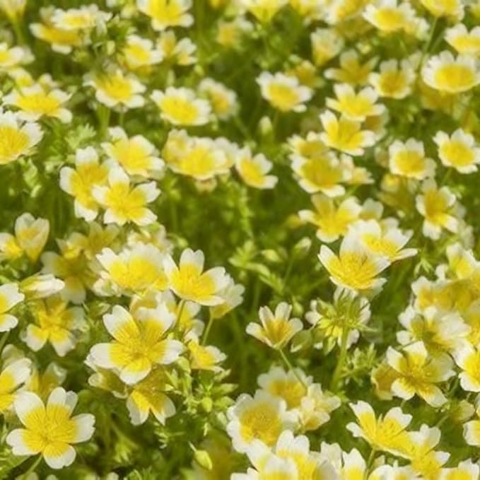 2000+ Limnanthes Douglasii Flower Seeds for Planting, Yellow-White Poached Meadowfoam Plant Seeds, Annual Heirloom Non-GMO Poached Egg Flower Seeds for Home Garden Outdoor