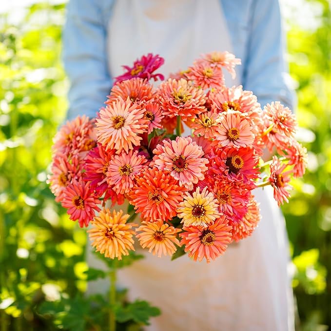 Eden Brothers Zinnia Seeds - Cactus Pink Shades, Non-GMO Seeds for Planting, Packet | Low-Maintenance Flower Seeds, Plant During Spring, Zones 3, 4, 5, 6, 7, 8, 9, 10