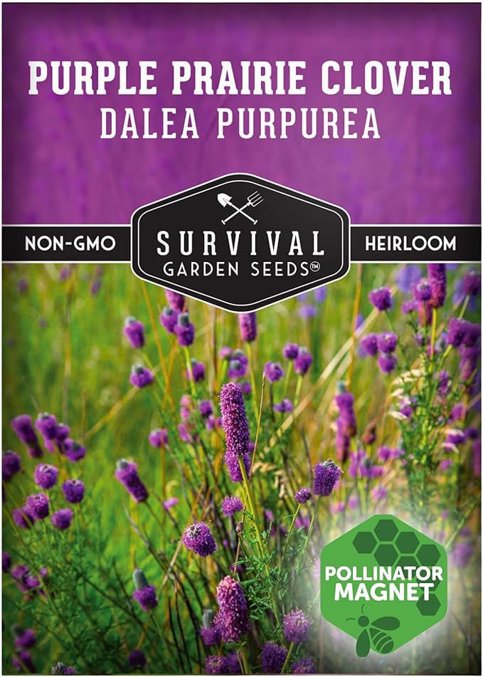 Survival Garden Seeds - Purple Prairie Clover Seeds for Planting | Dalea purpurea | Drought Tolerant North American Native Wildflower - 1 Pack